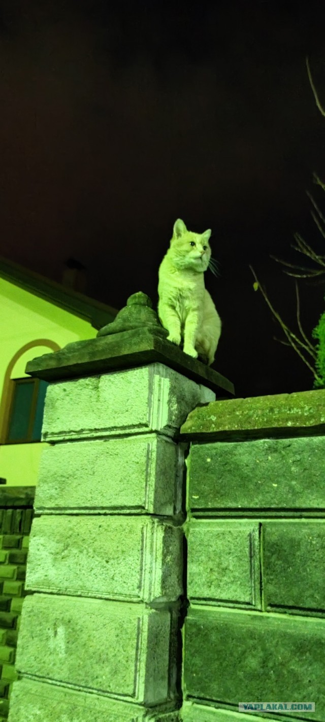 Для чего кошка приносит нам пойманную мышь