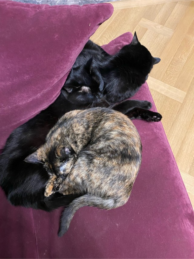 Котознатоки и котолюбители, созываю совет