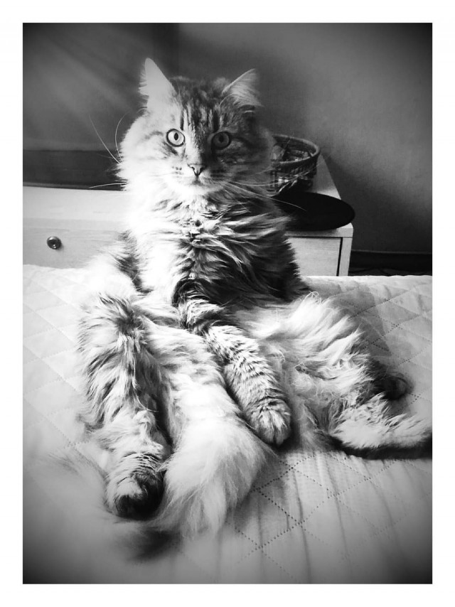 Я понимаю, что не котовторник.