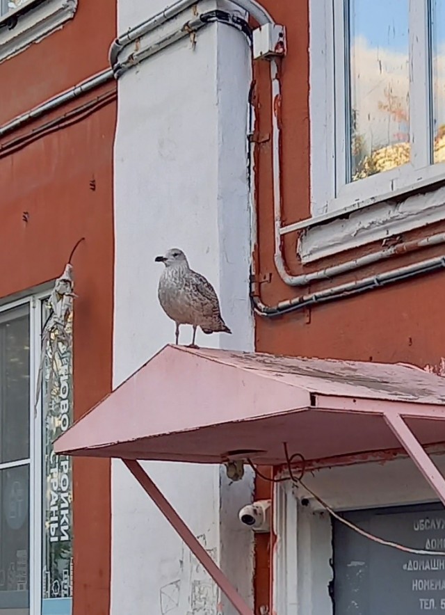 В Мурманске начались белые ночи — самая романтическая пора
