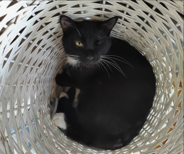 Котовторник 19.07.22