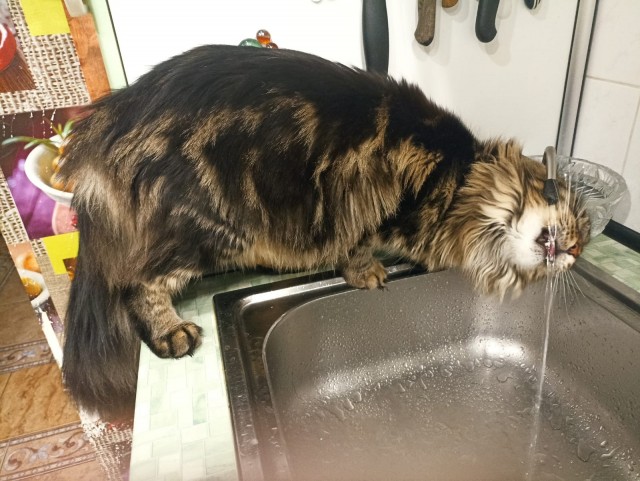 Кошка
