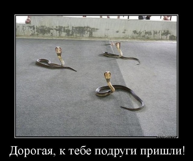 Ещё раз про змей ядовитых