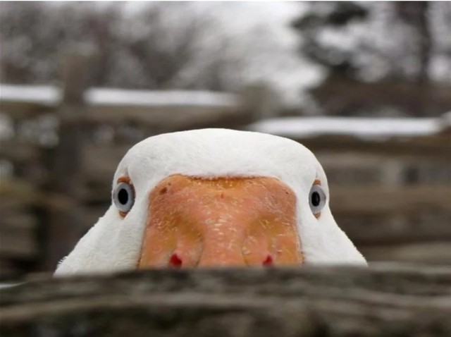 Замес с Гусём