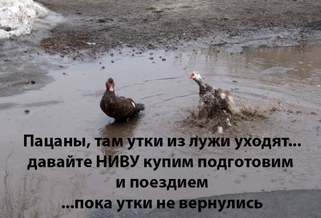 Нивасик