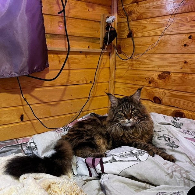 Кофта-переноска для кота