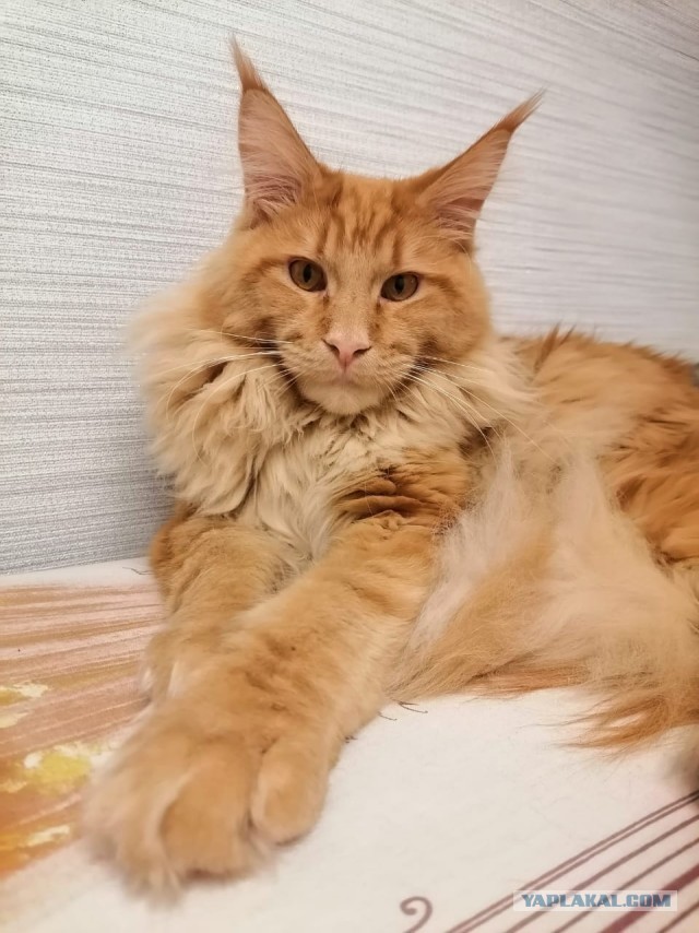 К котовторнику