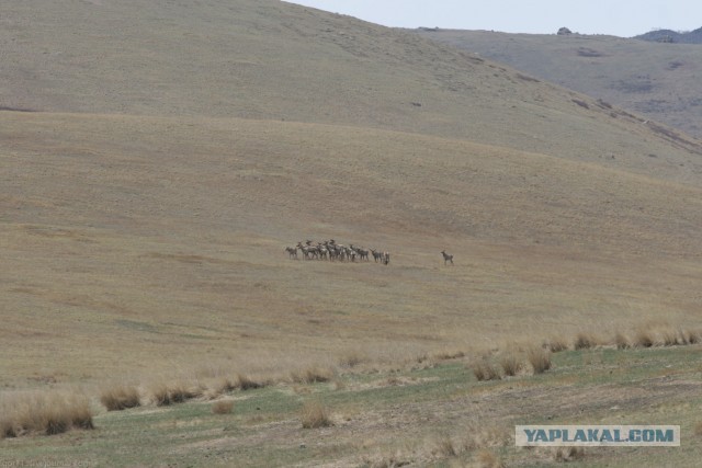 В Монголию на мотоциклах 2006