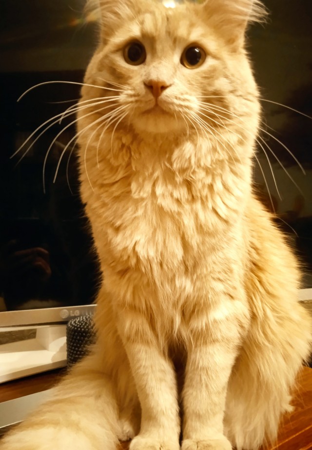 Котовторник