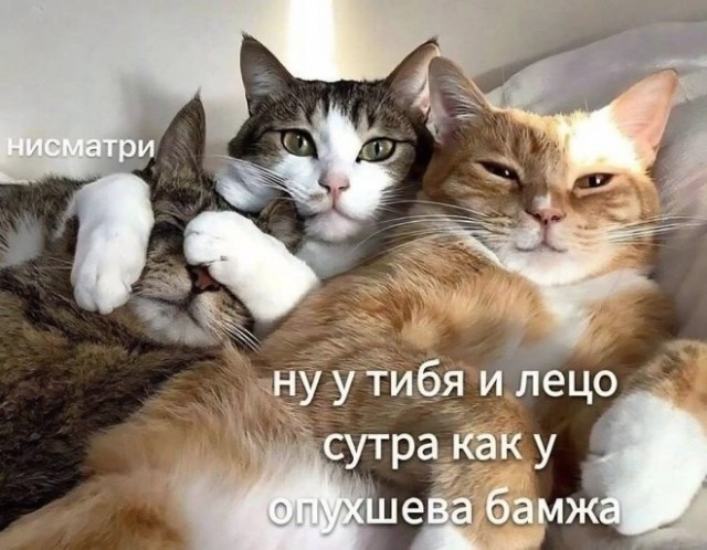 Картинки и мемы, всяко - 169