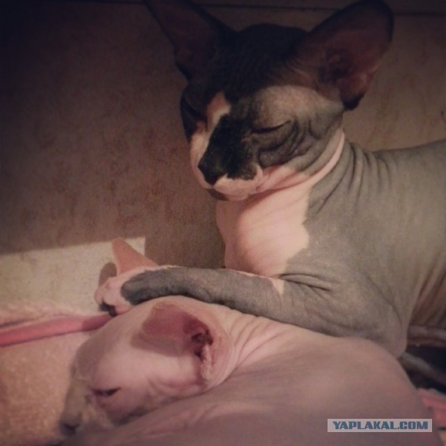 Котовторник 09.04.2013