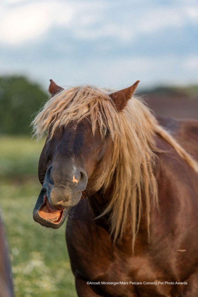 Comedy Pet Photo Awards 2020