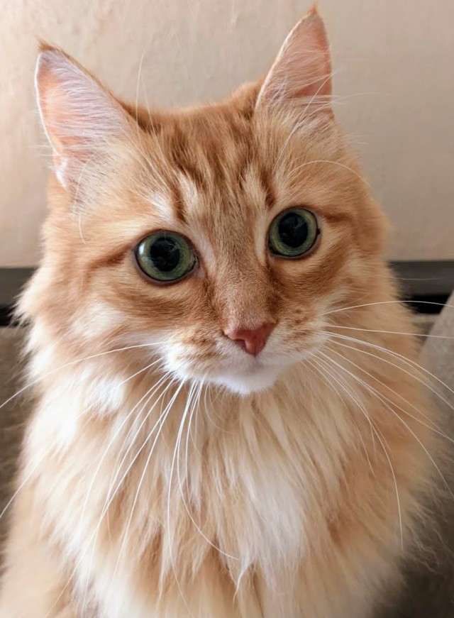 К - Котовторник ☺ Пополнение