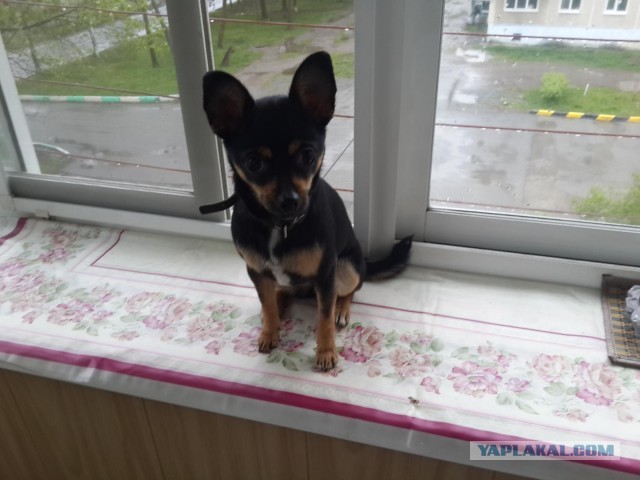 Девочка, которая не бросит