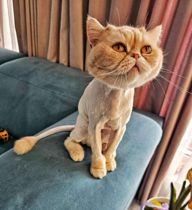 Паровая щетка для кошек