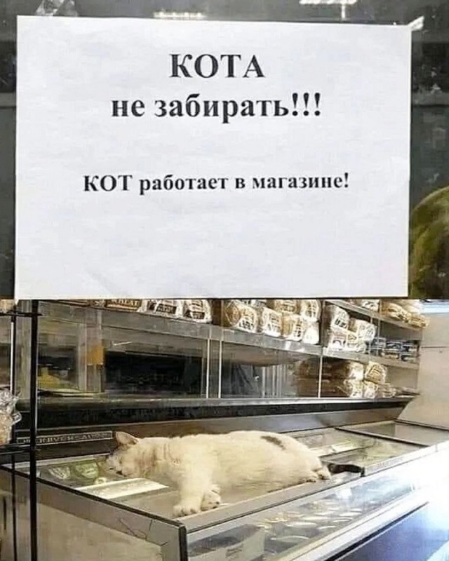 Котовторник в картинках