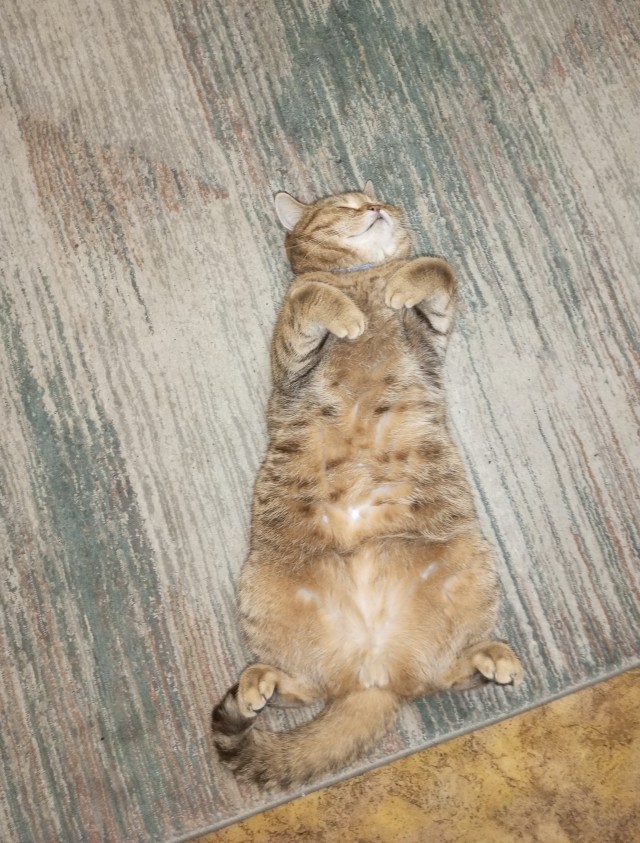 Котовторник