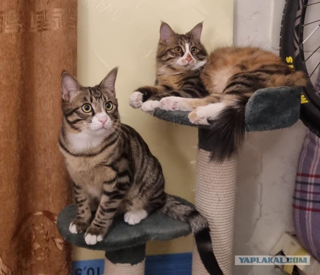 Котовторник