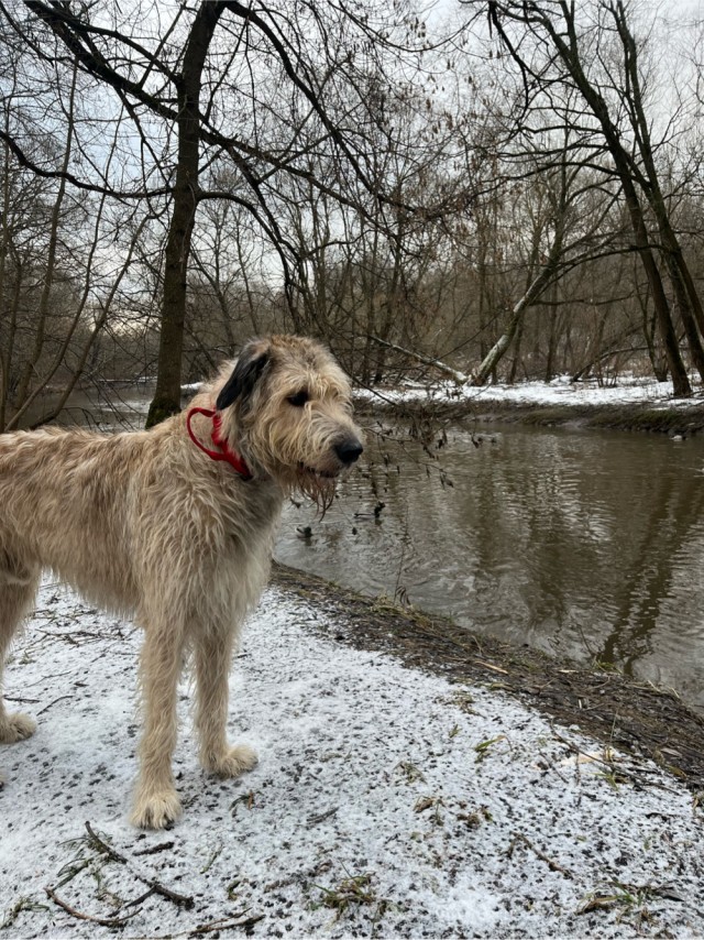 А вы как собак выгуливаете?