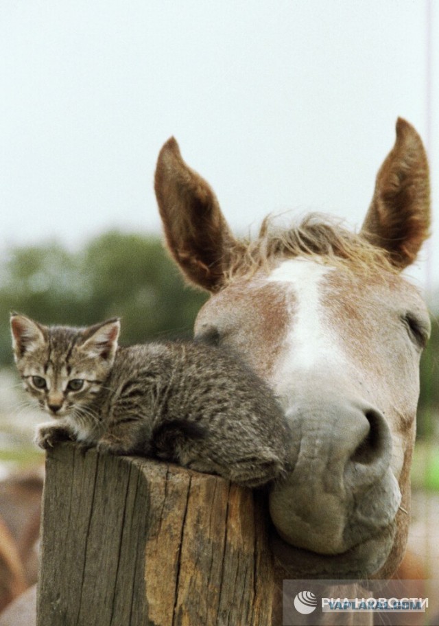 Россияне чаще всего опаздывают из-за пробок, но иногда прийти вовремя мешают котики и кони