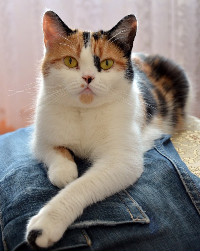 Моя жена не умеет фоткать кота