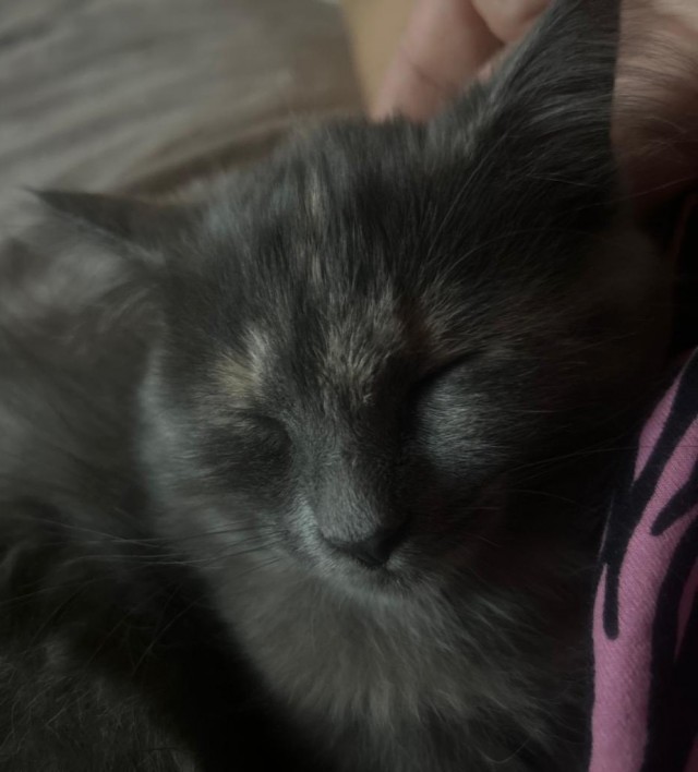 Котосон.