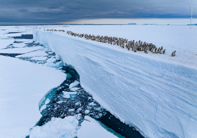 15 главных кадров конкурса Wildlife Photographer of the Year