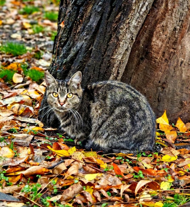 Уличные котики