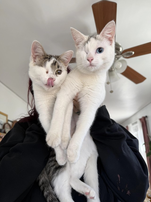 Рандомных фото котов тред