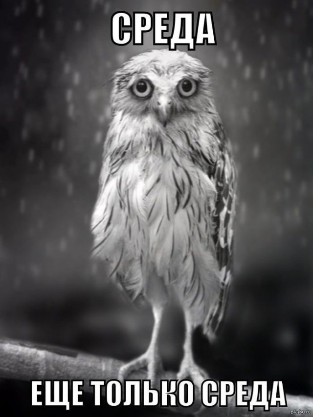 Среды картинки