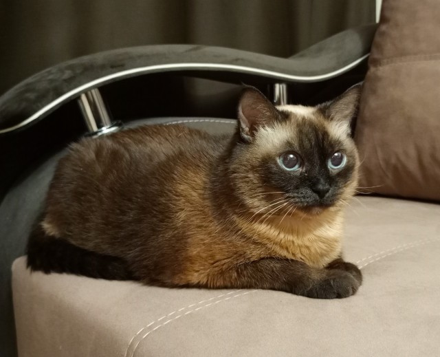 Кошка Яна 19 лет