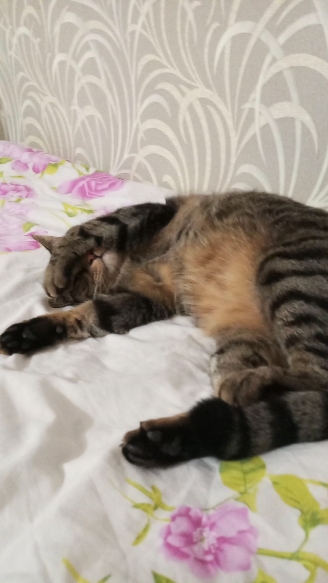 Кота искали весь день