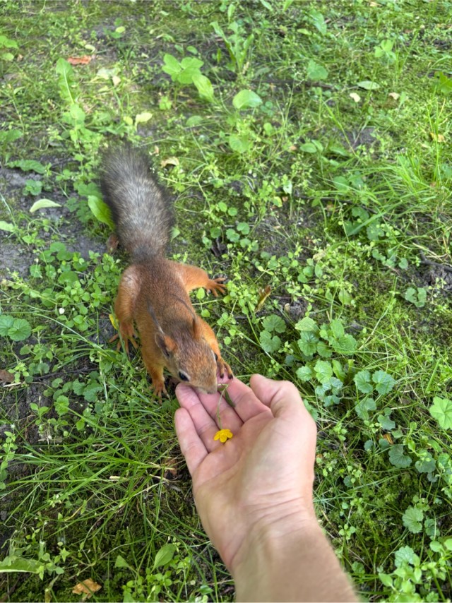 А теперь про бельчонка