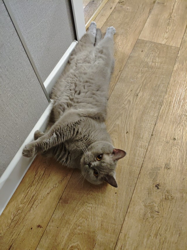 Очередной котовторник