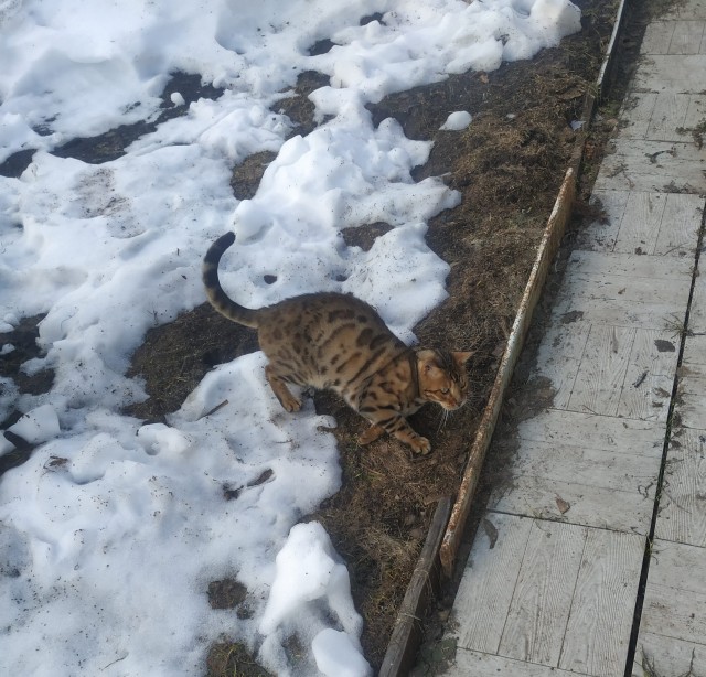Очередной котовторник