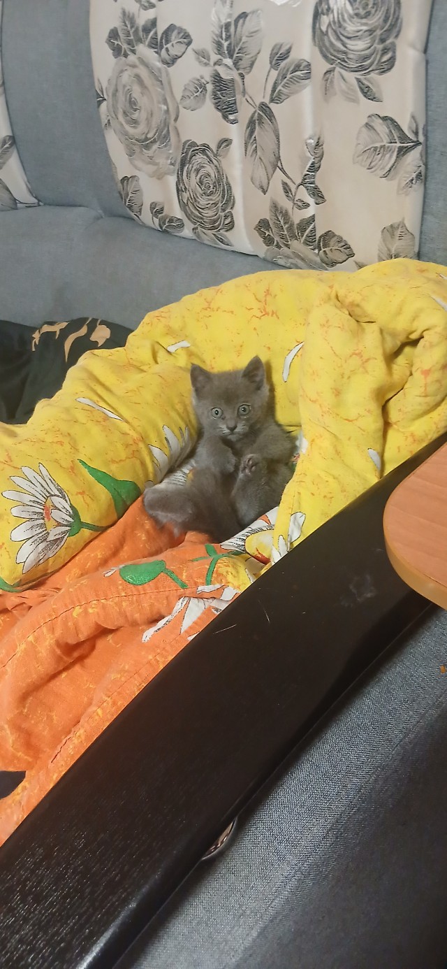 Я обрел хозяина.