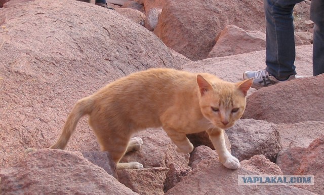 Коты Севастополя