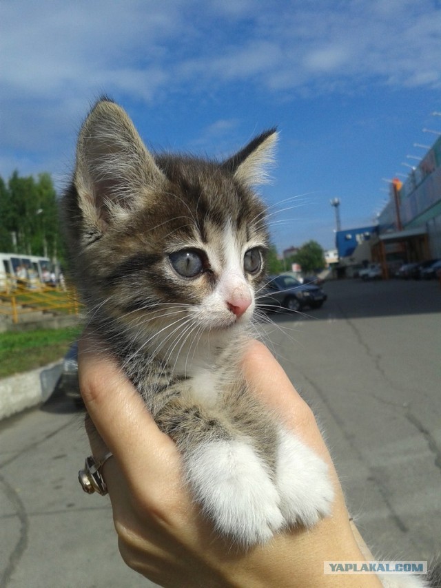 Котовторник 03.09.2013