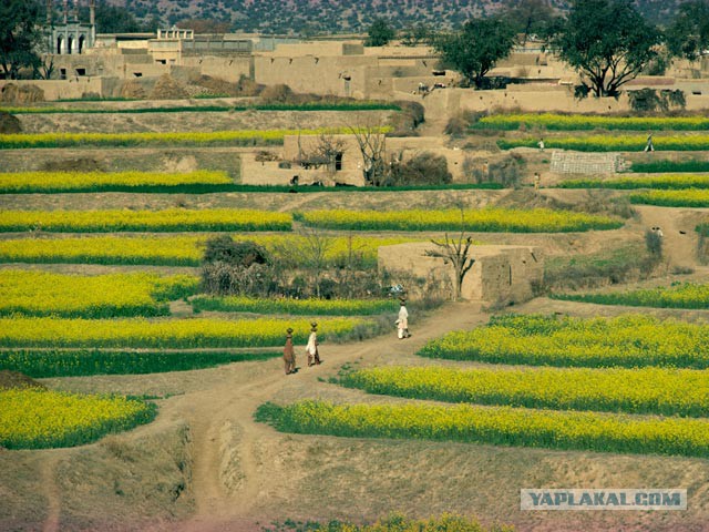 Пакистан. Насилие как обычай.