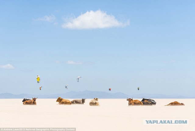 Лучшие фото уходящего года от national geographic