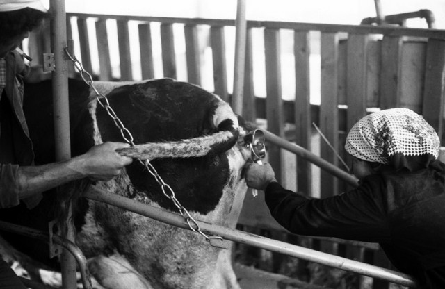 Владимир Соколаев