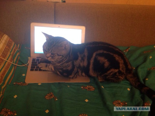 Котовторник 4.02.2014
