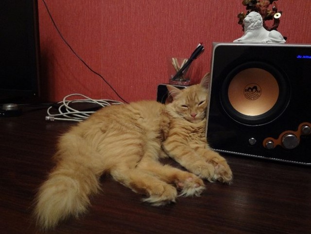 Котовторник 05.03.13