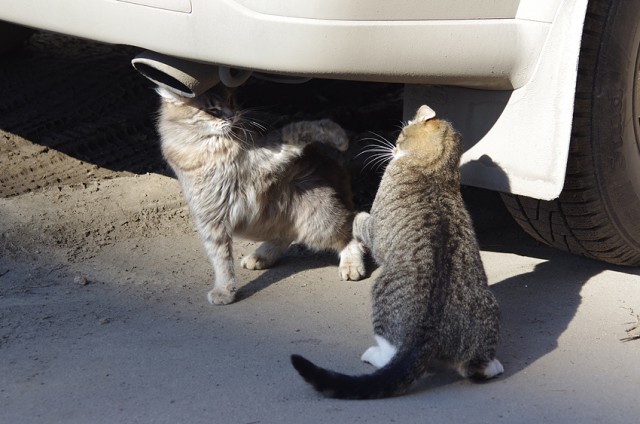 Котовторник  08.04.2014