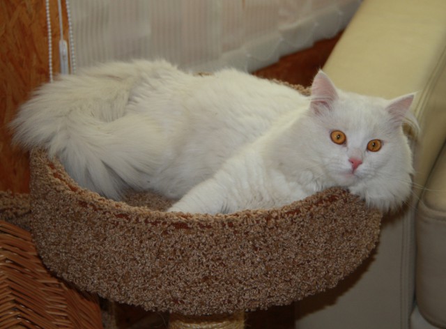 Котовторник 12.08.2014
