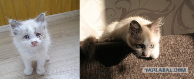 Котята выросли
