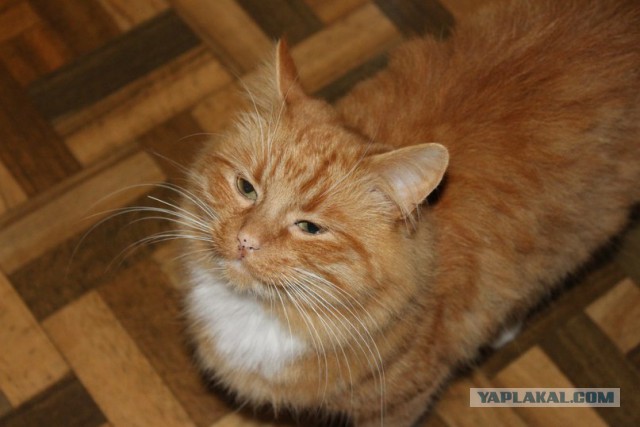 Котовторник 11.11.2014