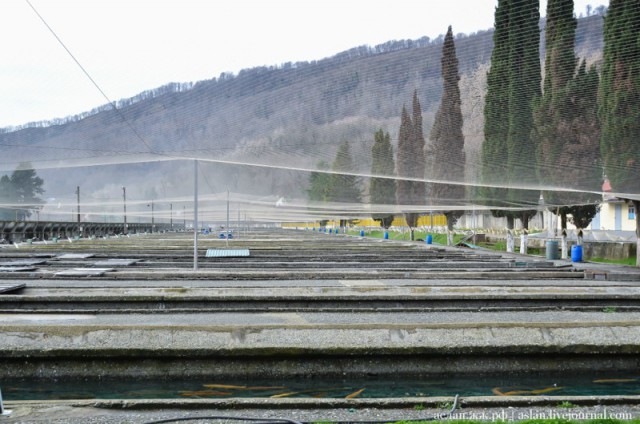 Как выращивают форель в Адлере