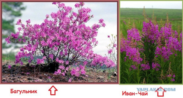 Камчатские медведи пируют