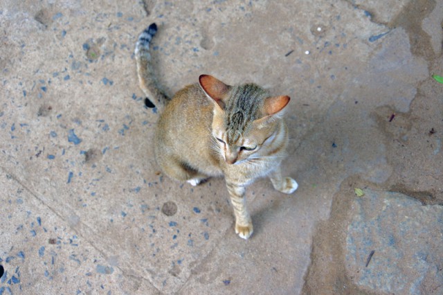 Котовторник 5.05.2015.